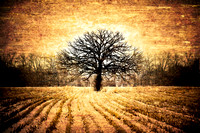The Lonely Tree