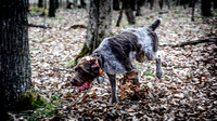 WildWingUplandHunting-13