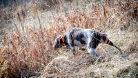 WildWingUplandHunting-6